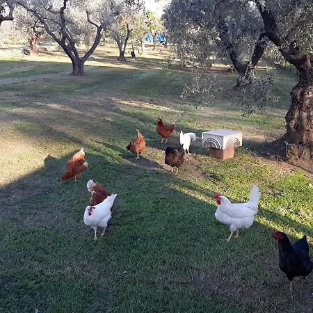 Il Girasole Pensionat